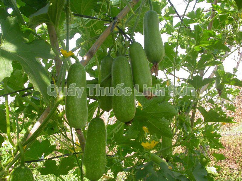 bí đao là thực phẩm giàu canxi
