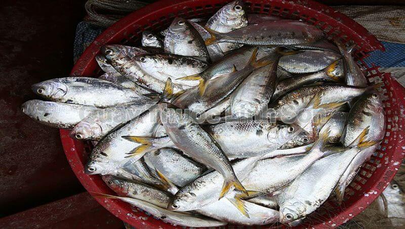 cá mòi là thực phẩm giàu can xi