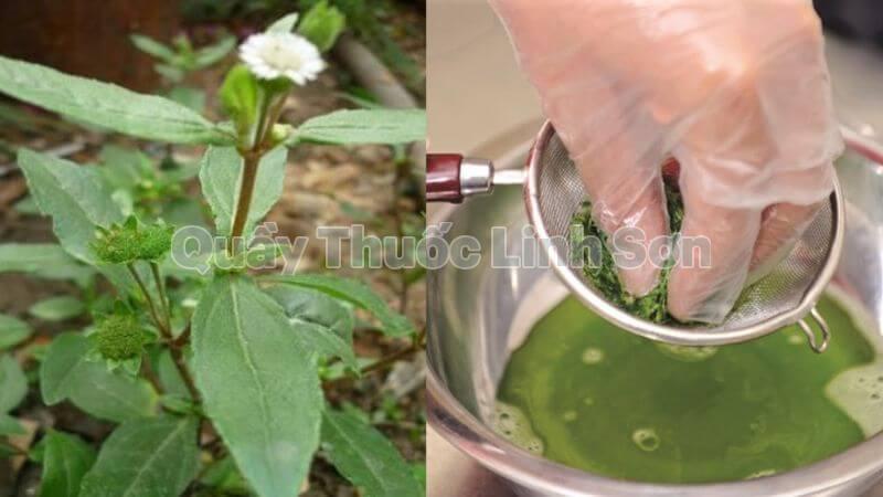 cách chữa nhiệt miệng bằng cỏ nhọ nồi