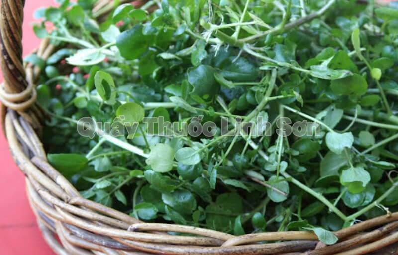 cải xoong là thực phẩm giàu can xi