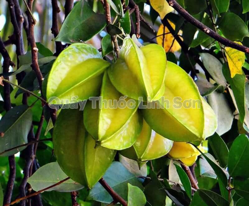 chữa nhiệt miệng bằng khế chua