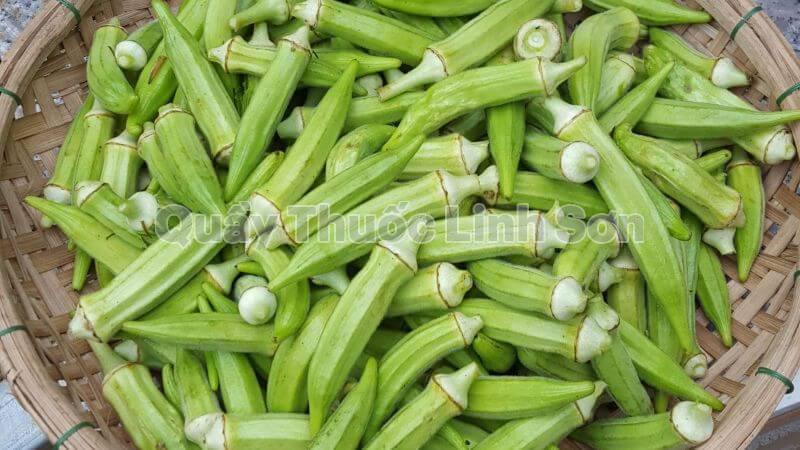 đậu bắp là thực phẩm giàu can xi