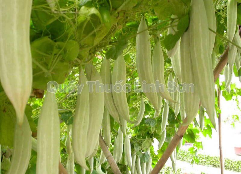 mướp tây là thực phẩm giàu can xi
