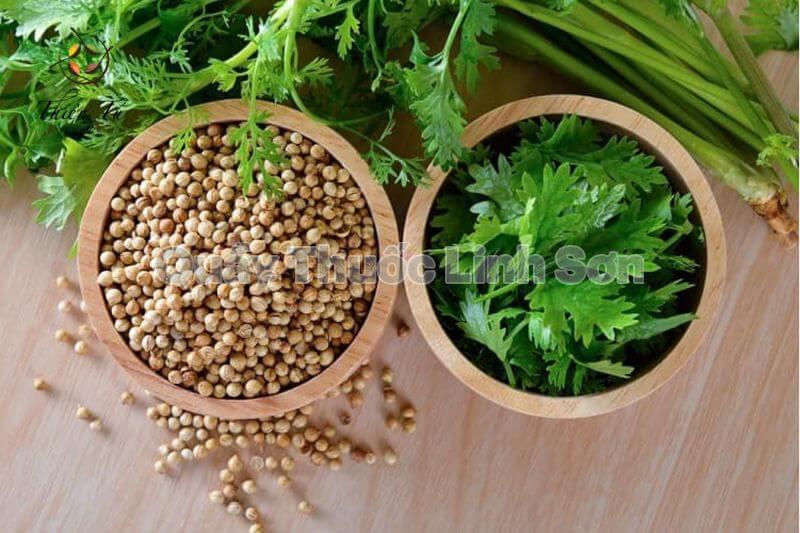 nước hạt rau mùi giúp chữa nhiệt miệng