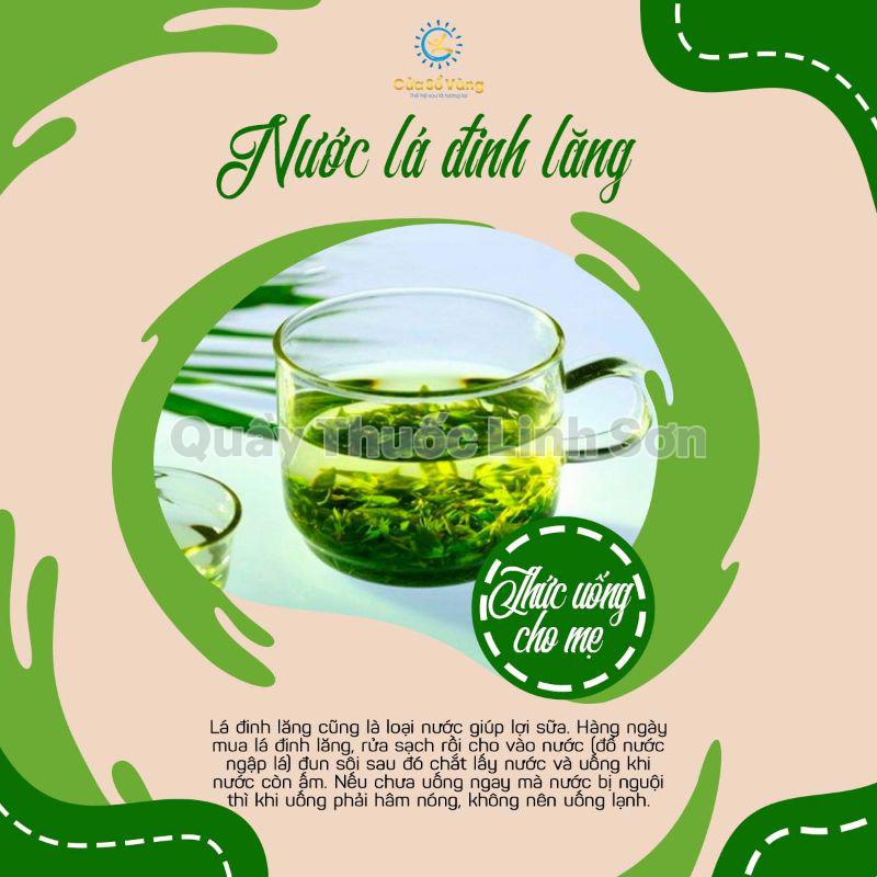 nước lá đinh lăng là thức uống lợi sữa cho mẹ bầu
