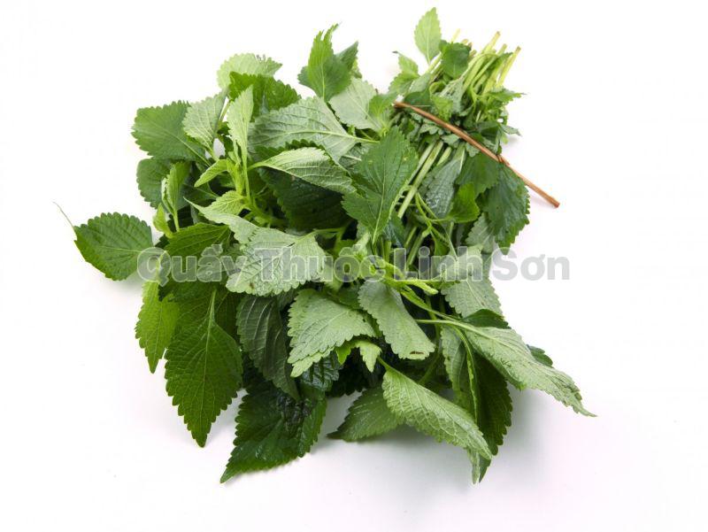 rau đay giúp tăng cường sữa cho mẹ bầu